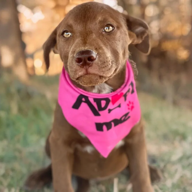 A young medium-sized female Brown / Chocolate Shepherd dog named Jazzy for adoption in Kingman, AZ