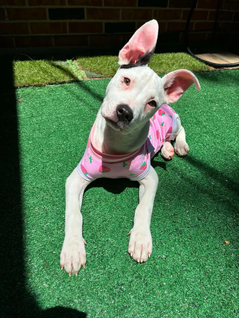 A baby medium-sized female Pit Bull Terrier dog named Tillie for adoption in Germantown, OH