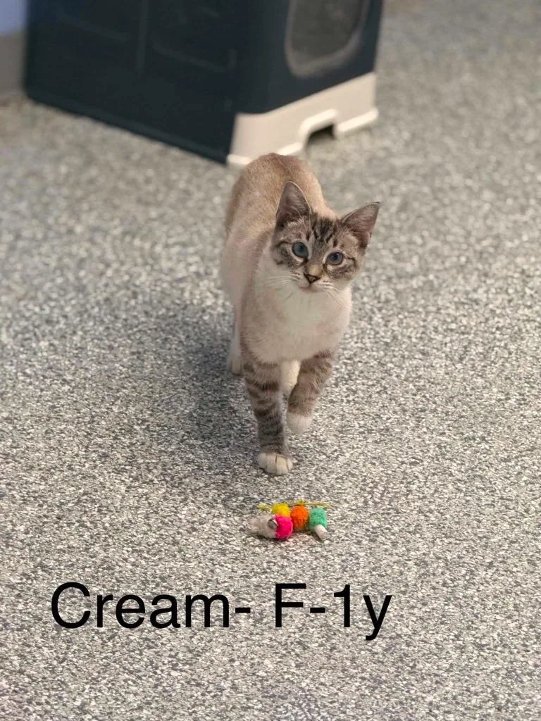 A young medium-sized female Domestic Short Hair cat named Cream for adoption in Waverly, TN