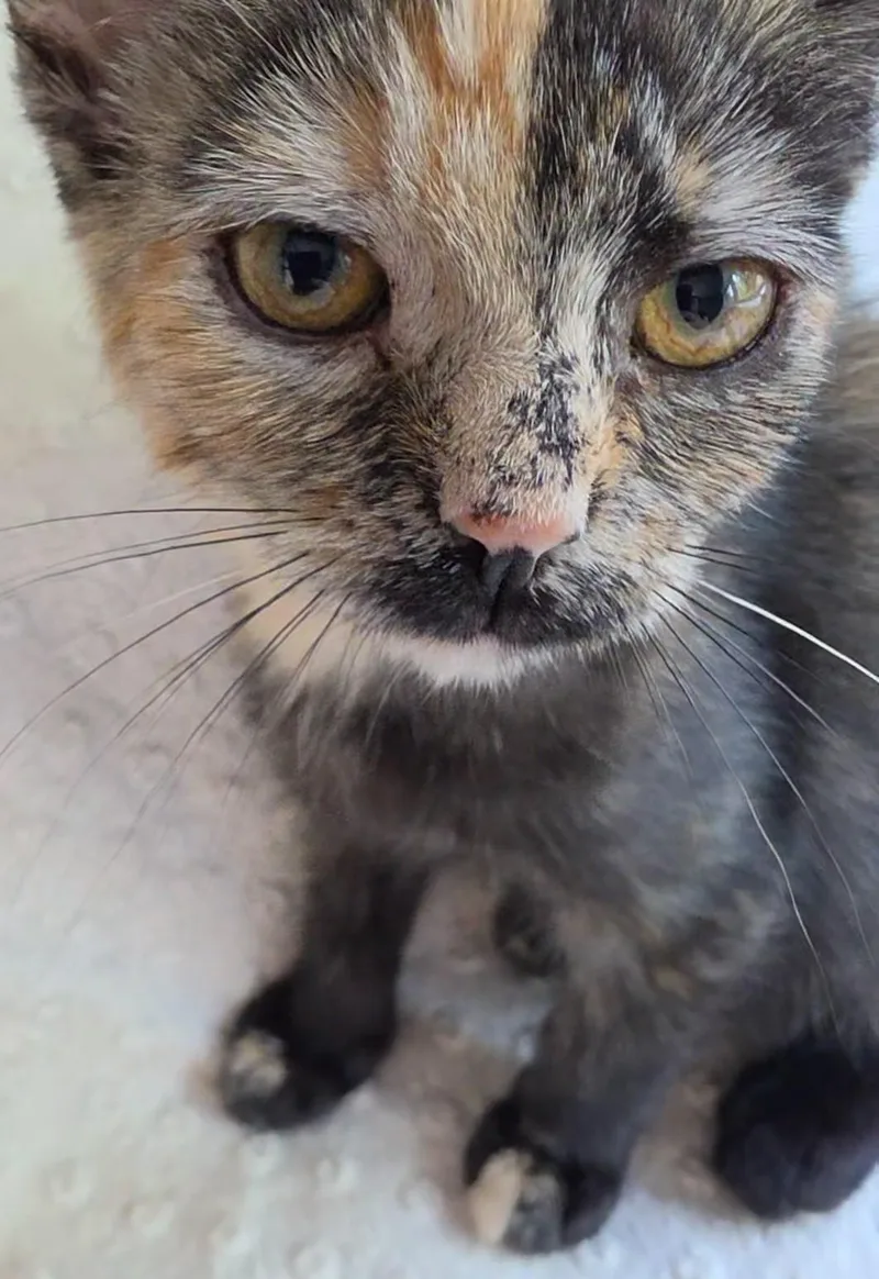 A baby medium-sized female Tortoiseshell Domestic Short Hair cat named Penny for adoption in Saint Paul, MN