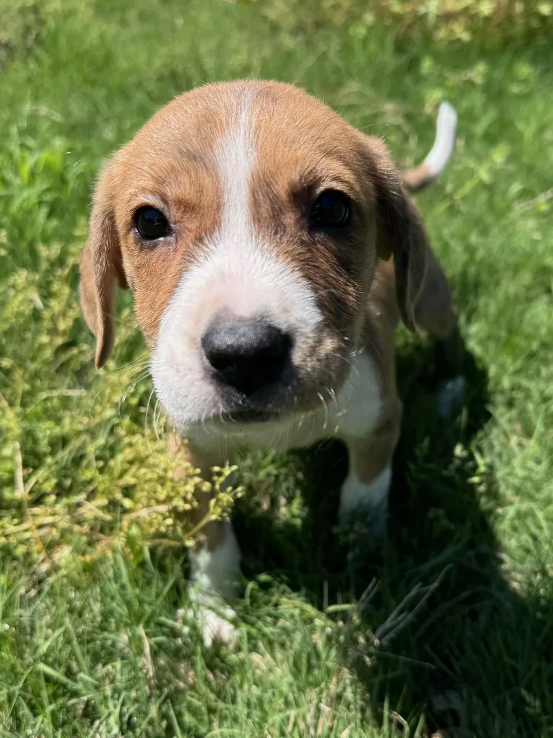 Biscuit