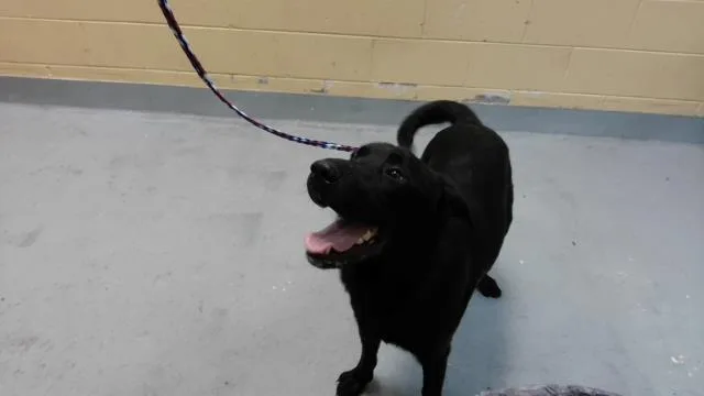 A young large-sized female German Shepherd Dog dog named Victoria for adoption in Tulsa, OK