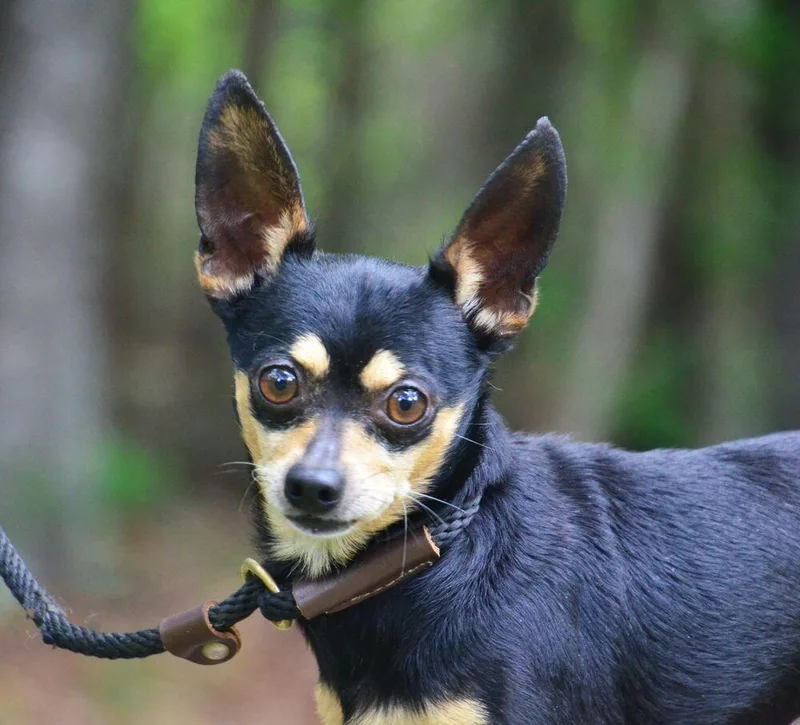 An adult small-sized male Brown / Chocolate Chihuahua dog named Asher for adoption in Willingboro, NJ