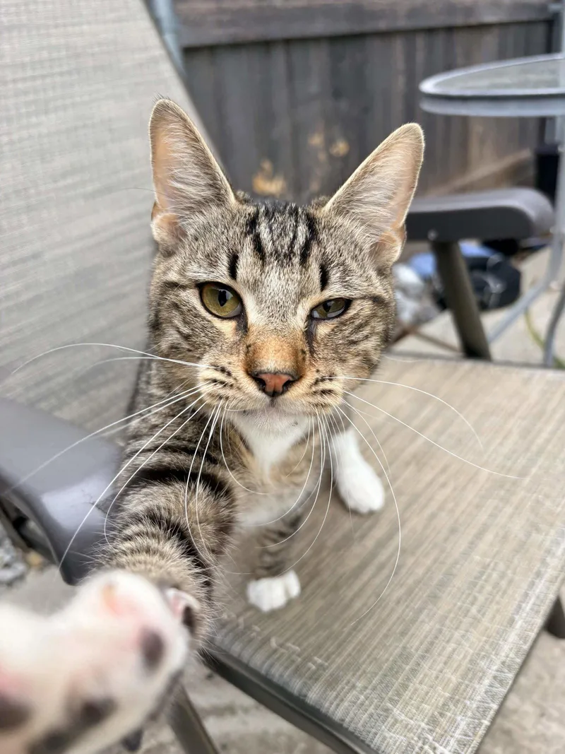 An adult medium-sized male Gray & White Domestic Short Hair cat named Jules for adoption in Fort Worth, TX
