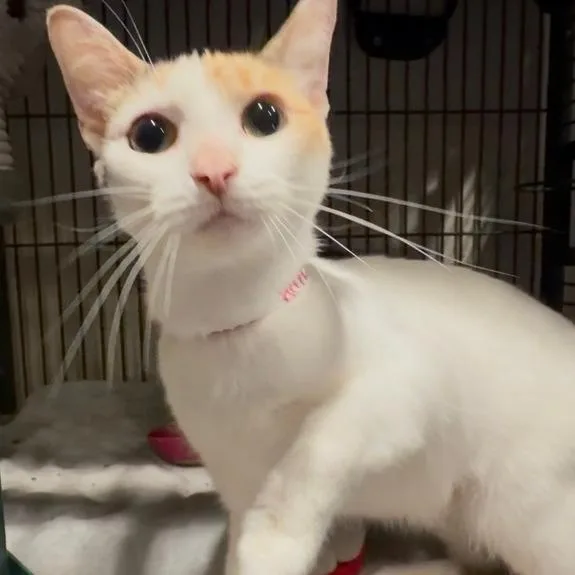 An adult medium-sized female Calico Domestic Short Hair cat named Loona for adoption in Elwood, IN