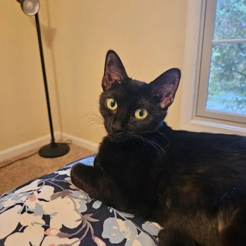 An adult small-sized female Black Domestic Short Hair cat named Dove for adoption in Fishers, IN