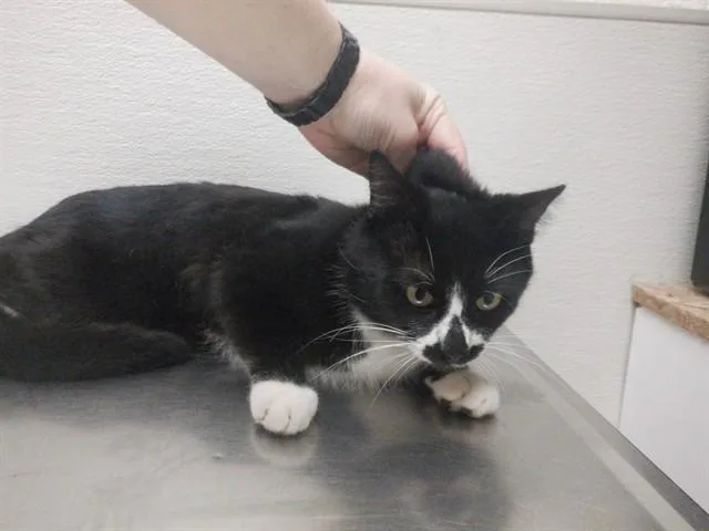 A young small-sized male Domestic Short Hair cat named Trigger for adoption in Oroville, CA