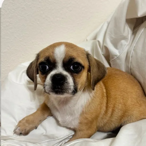 A baby small-sized male Yellow / Tan / Blond / Fawn Pekingese dog named Buckwheat for adoption in Houston, TX