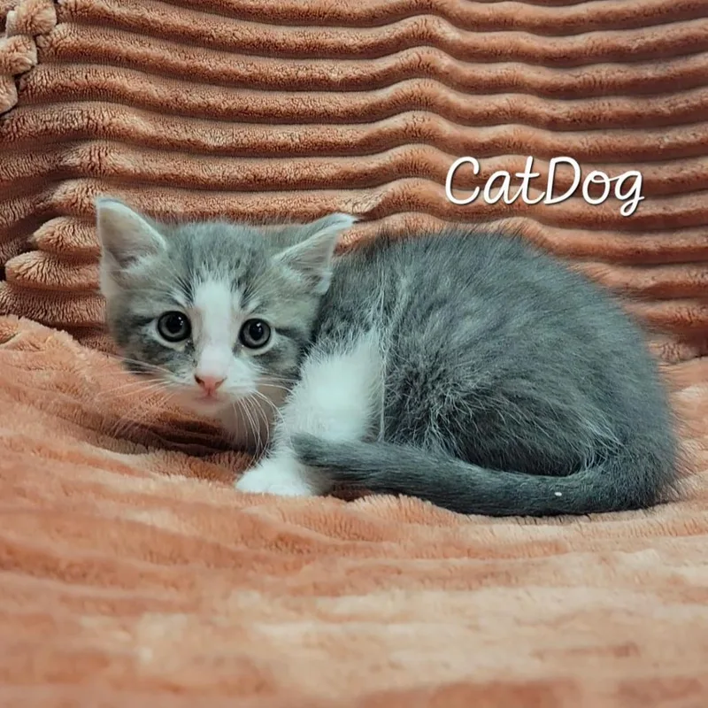 A baby small-sized female Gray / Blue / Silver Domestic Short Hair cat named CatDog for adoption in Parkersburg, WV