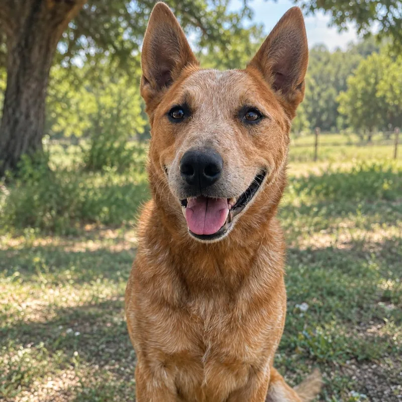 A senior medium-sized male Red / Chestnut / Orange Cattle Dog dog named Jamison for adoption in Buchanan Dam, TX