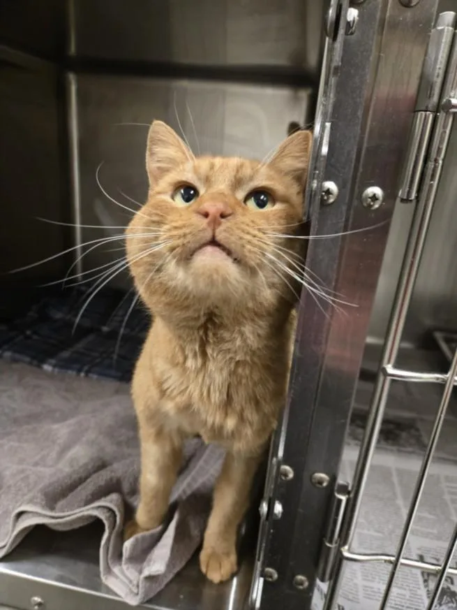 An adult medium-sized male Domestic Short Hair cat named Jackal for adoption in Hagerstown, MD