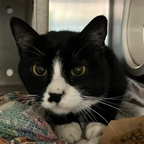 An adult large-sized male Black Domestic Short Hair cat named Onyx for adoption in Baltimore, MD