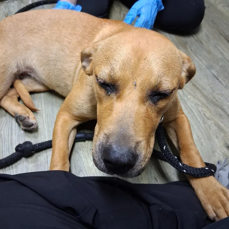 A young medium-sized female Yellow / Tan / Blond / Fawn Mixed Breed dog named Thumbelina for adoption in Summerville, SC
