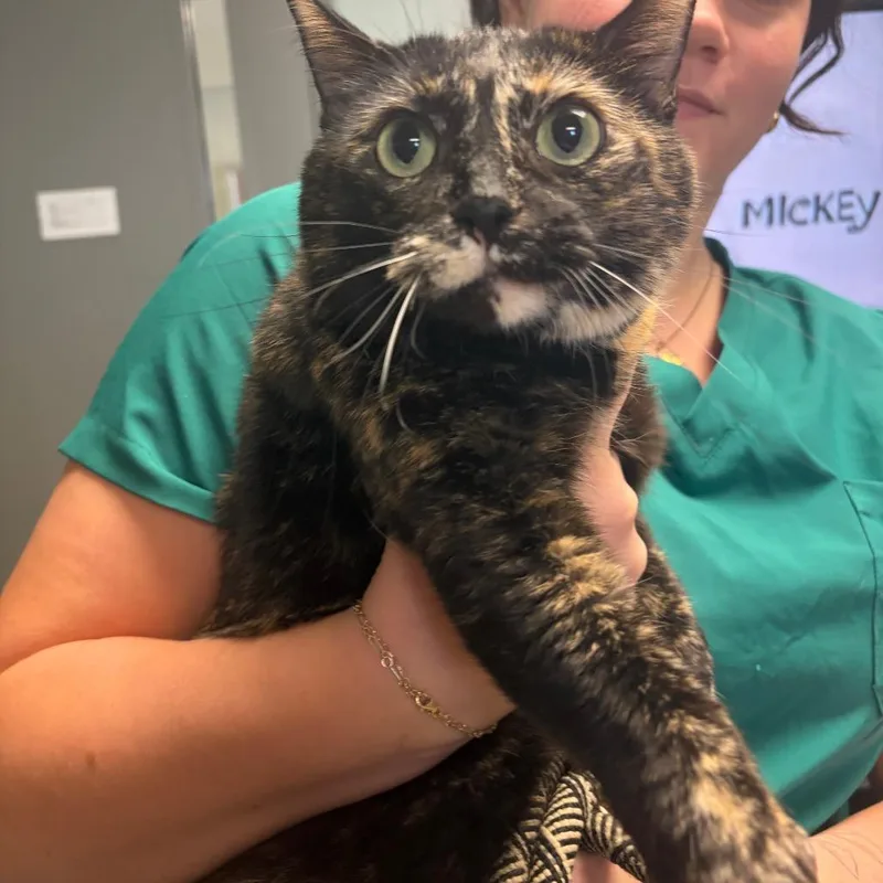A young medium-sized female Domestic Short Hair cat named Splat for adoption in Fredericksburg, VA