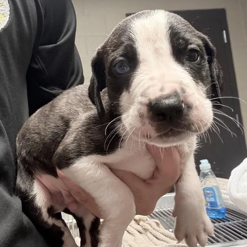 A baby medium-sized male Brindle Terrier dog named Poseidon for adoption in Huntsville, AL
