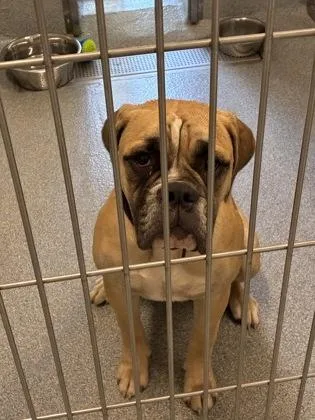 An adult large-sized female American Bulldog dog named Christine for adoption in Daphne, AL