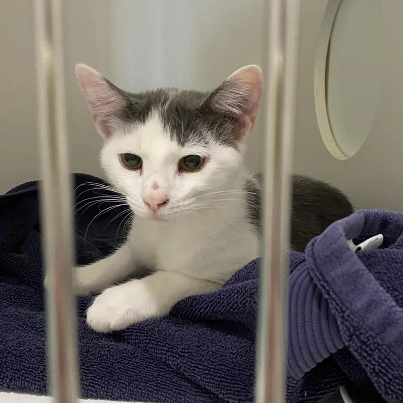 A young medium-sized male White Domestic Short Hair cat named Romeo for adoption in Winston Salem, NC