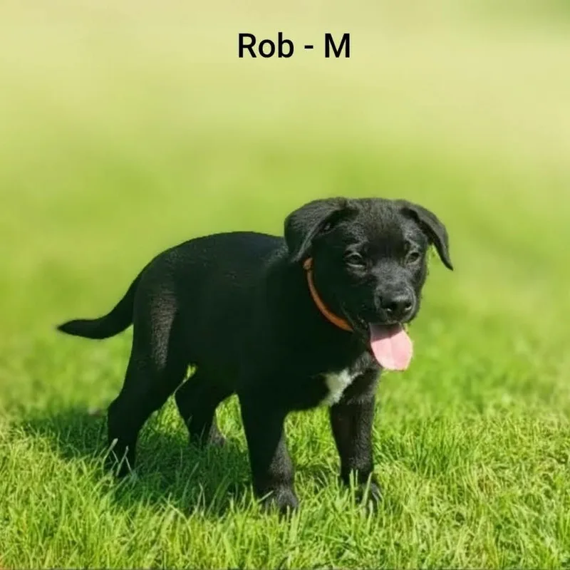 A baby medium-sized male Australian Shepherd dog named Rob for adoption in Griswold, CT
