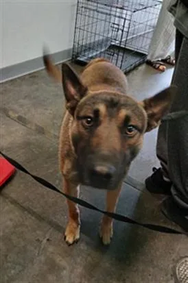 An adult large-sized male Belgian Shepherd / Malinois dog named Trompas for adoption in Los Angeles, CA