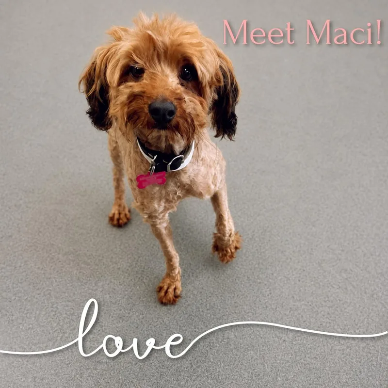 Maci
