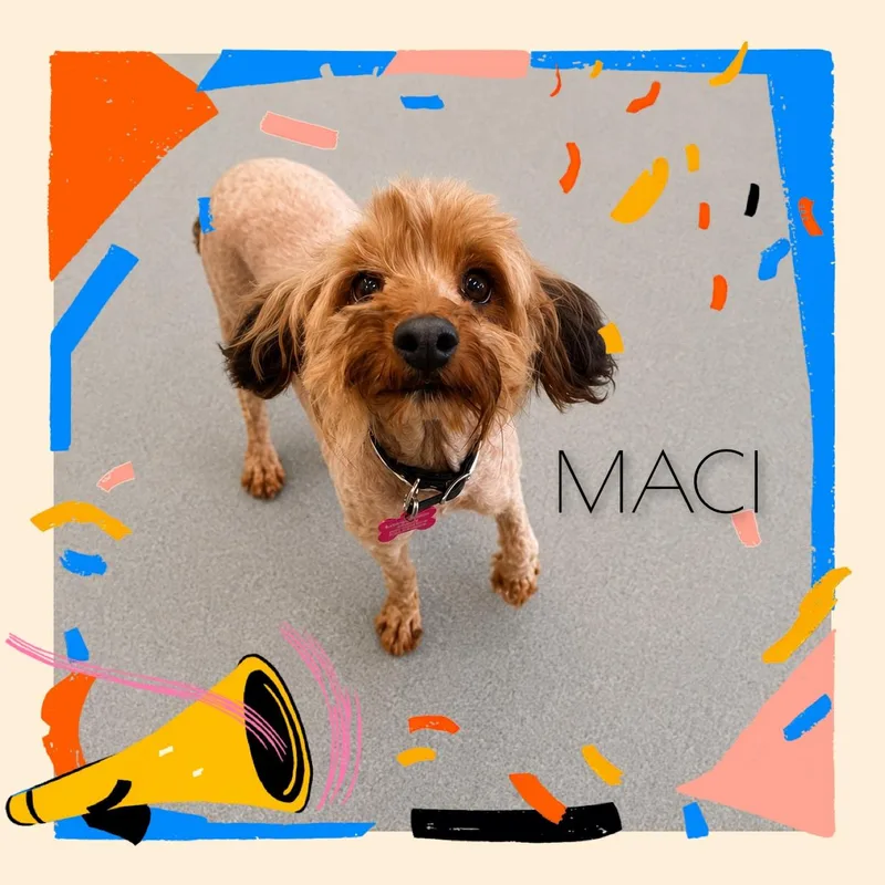 Maci thumbnail 2