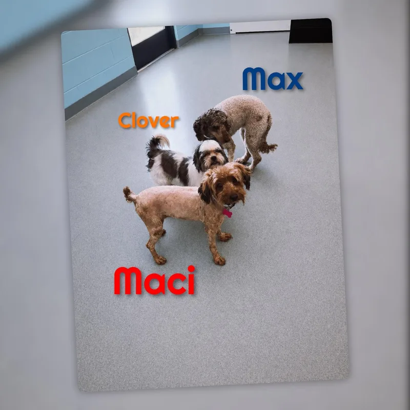 Maci thumbnail 3