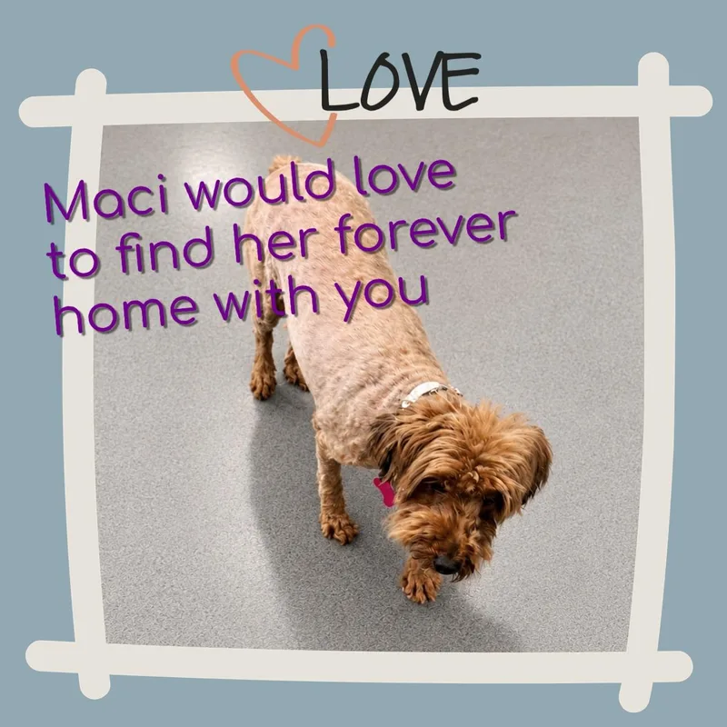 Maci thumbnail 4