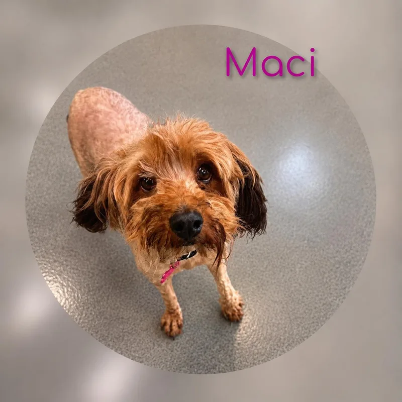 Maci thumbnail 5
