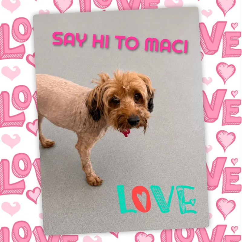 Maci thumbnail 6