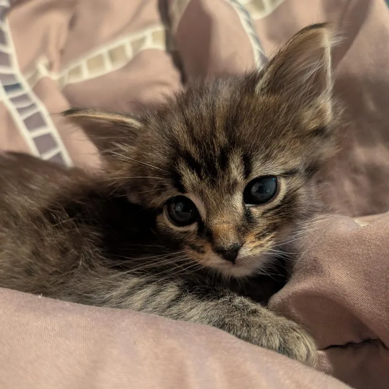 A baby small-sized male Black Domestic Long Hair cat named Grover for adoption in Jefferson city, TN