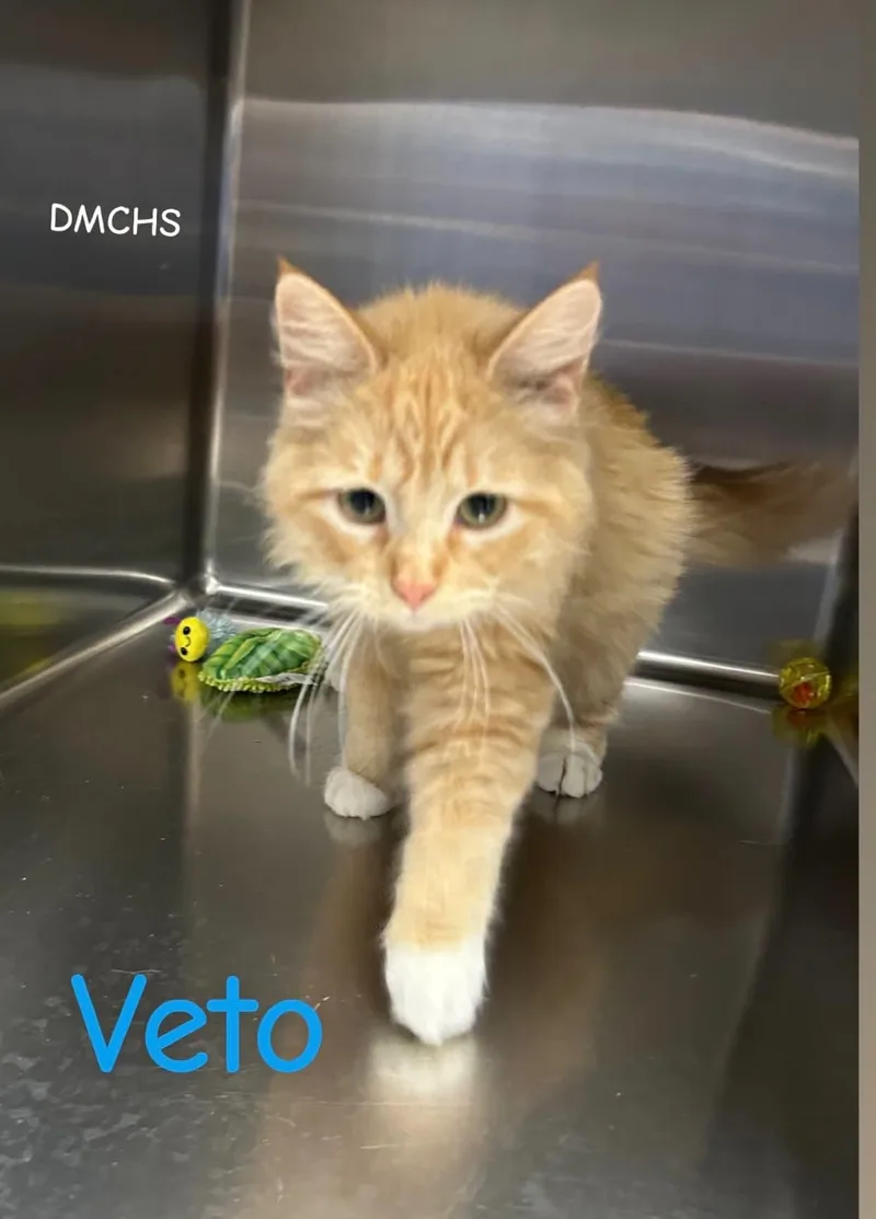 A young medium-sized male Tabby (Orange / Red) Domestic Medium Hair cat named Veto for adoption in Burlington, IA