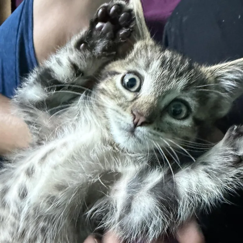 Hermione thumbnail 5