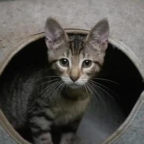 A baby medium-sized female Tabby (Brown / Chocolate) Domestic Short Hair cat named Willow for adoption in Liverpool, TX