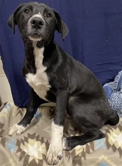 A baby small-sized male Pit Bull Terrier dog named Dunkin for adoption in Modesto, CA