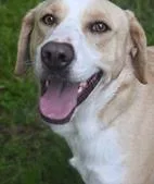 An adult large-sized male Labrador Retriever dog named Louie for adoption in Kansas City, MO