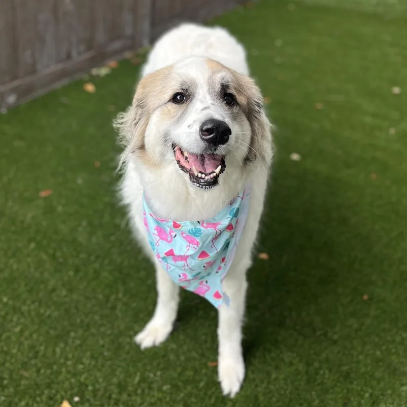 An adult large-sized female White / Cream Great Pyrenees dog named Kalaya for adoption in LOXAHATCHEE, FL