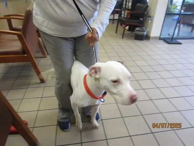 A young large-sized male Pit Bull Terrier dog named Ollie for adoption in Ocala, FL