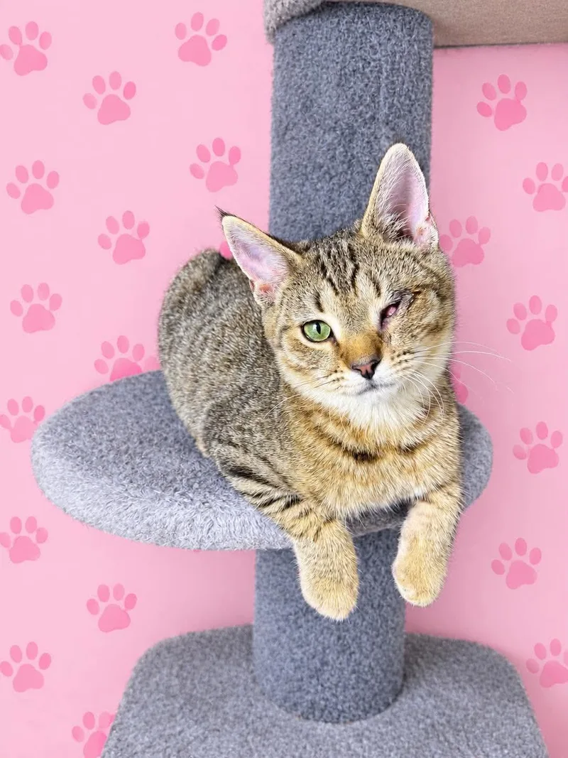 A baby medium-sized female Tabby (Brown / Chocolate) Tabby cat named Starburst for adoption in Greensburg, PA
