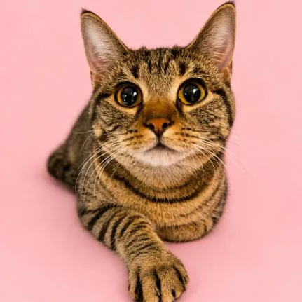 A young medium-sized female Brown / Chocolate Domestic Short Hair cat named Dawn for adoption in Concord, NC