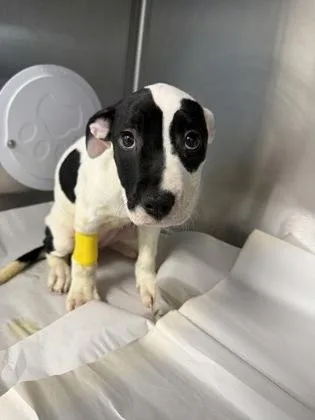 A baby small-sized female Mixed Breed dog named Frick for adoption in West Chester, PA