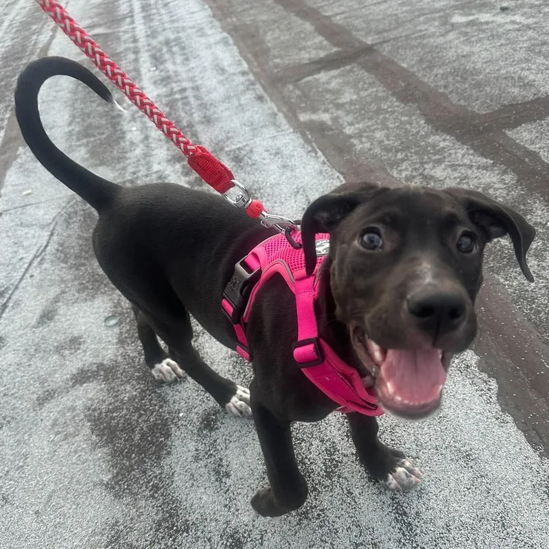 A baby medium-sized female Tricolor (Brown, Black, & White) Mixed Breed dog named Jersey for adoption in Long Island City, NY
