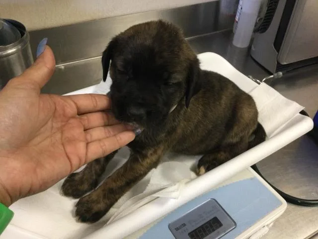 A baby small-sized female German Shepherd Dog dog named Taters for adoption in Riverside, CA