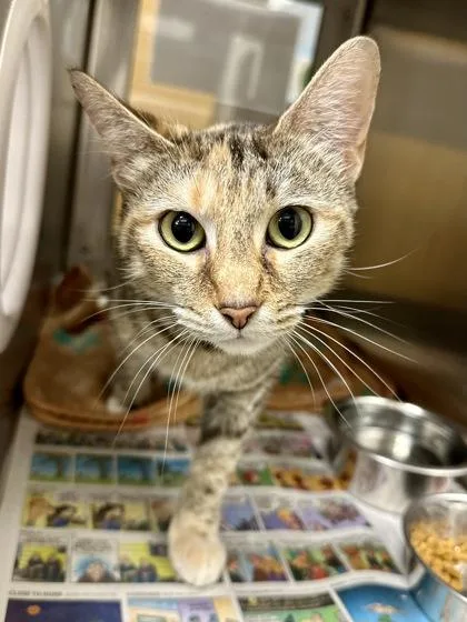 An adult medium-sized female White Domestic Short Hair cat named Matilda for adoption in Wichita, KS