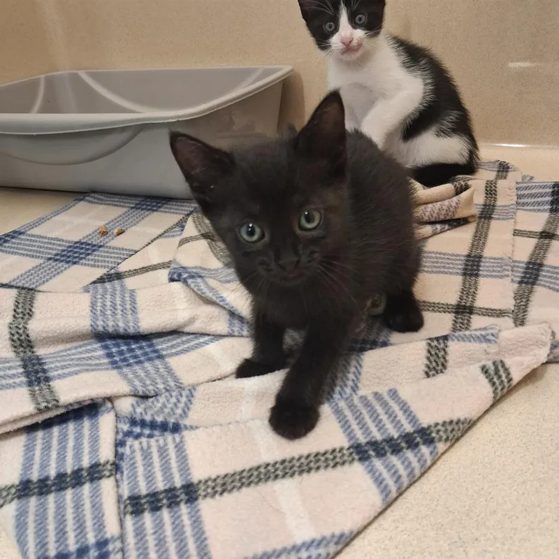 A baby medium-sized male Domestic Short Hair cat named Sean for adoption in Gautier, MS