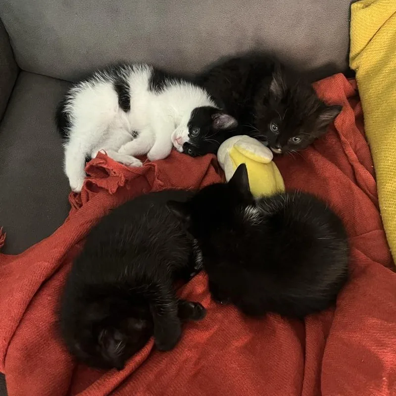 A baby medium-sized female Black Domestic Medium Hair cat named Akyra for adoption in Westminster, CA