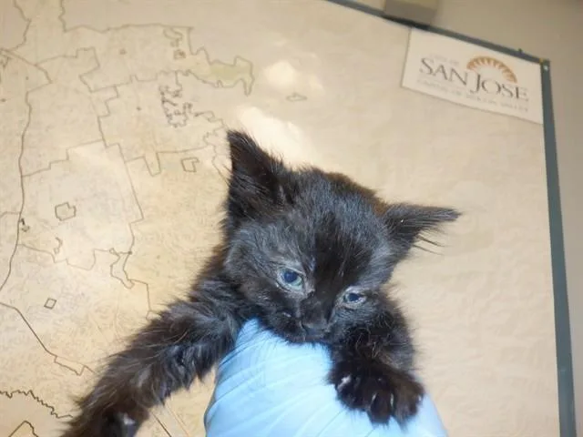 A baby small-sized female Domestic Medium Hair cat named Raven for adoption in San Jose, CA