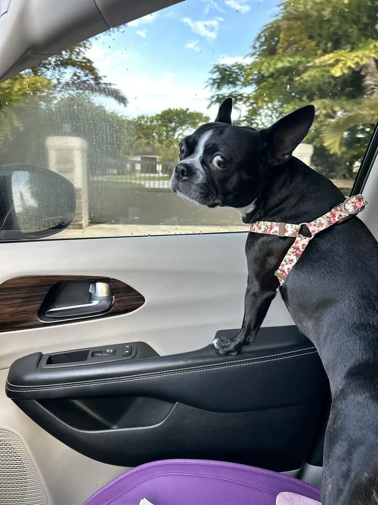 An adult small-sized female Black Boston Terrier dog named Tuna for adoption in West Palm Beach, FL