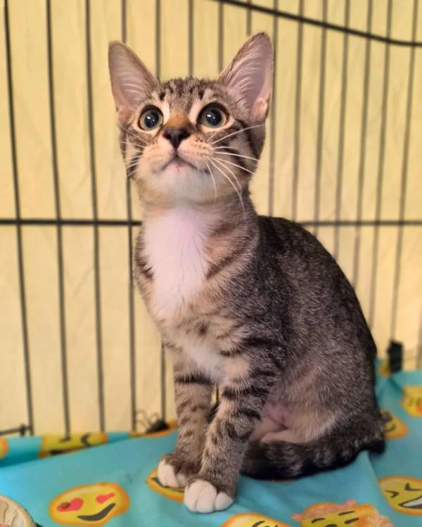 A baby small-sized female Domestic Short Hair cat named Quattro for adoption in Novato, CA