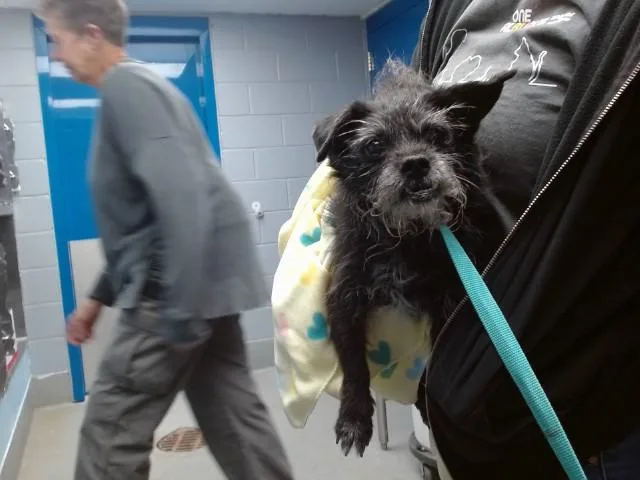 An adult small-sized female Scottish Terrier dog named Chai for adoption in Albuquerque, NM