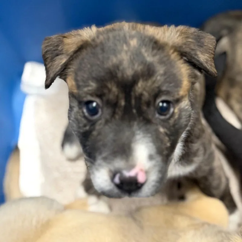 A baby small-sized female Brindle Mixed Breed dog named Moon for adoption in League City, TX